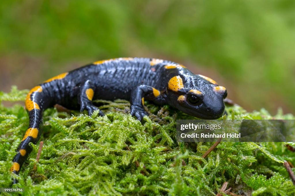 Fire salamander (Salamandra salamandra) on a mossy tree trunk, Burgenland, Austria