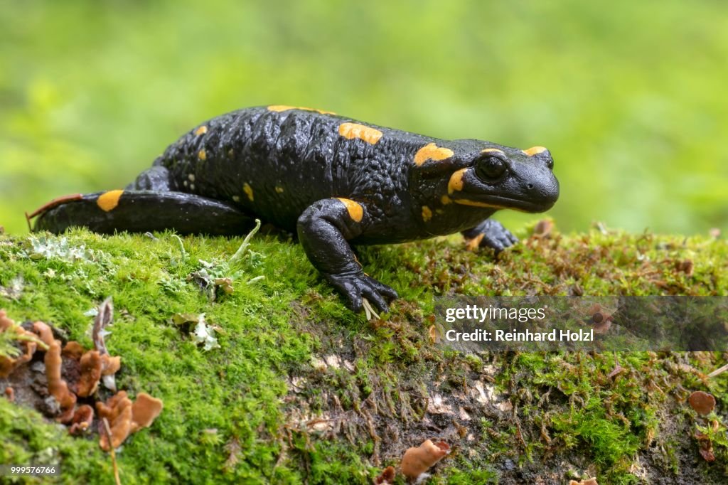 Fire salamander (Salamandra salamandra) on a mossy tree trunk, Burgenland, Austria