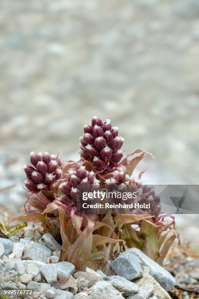 butterbur (petasites hybridus) grows on gravel, tyrol, austria - petasites stock pictures, royalty-free photos & images