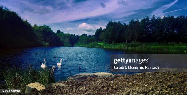 lake in the middle of a nature park - dominic fotografías e imágenes de stock