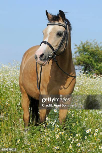 welsh pony, palomino, mare stands in flower meadow with daisies - welsh pony stockfoto's en -beelden