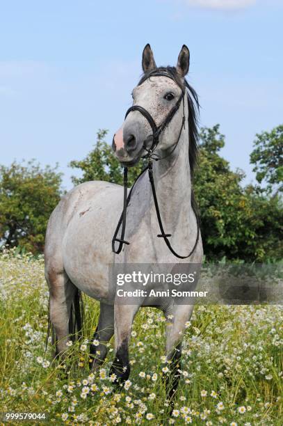 warmblood, grey, gelding in flower meadow with daisies - inflorescence stock pictures, royalty-free photos & images