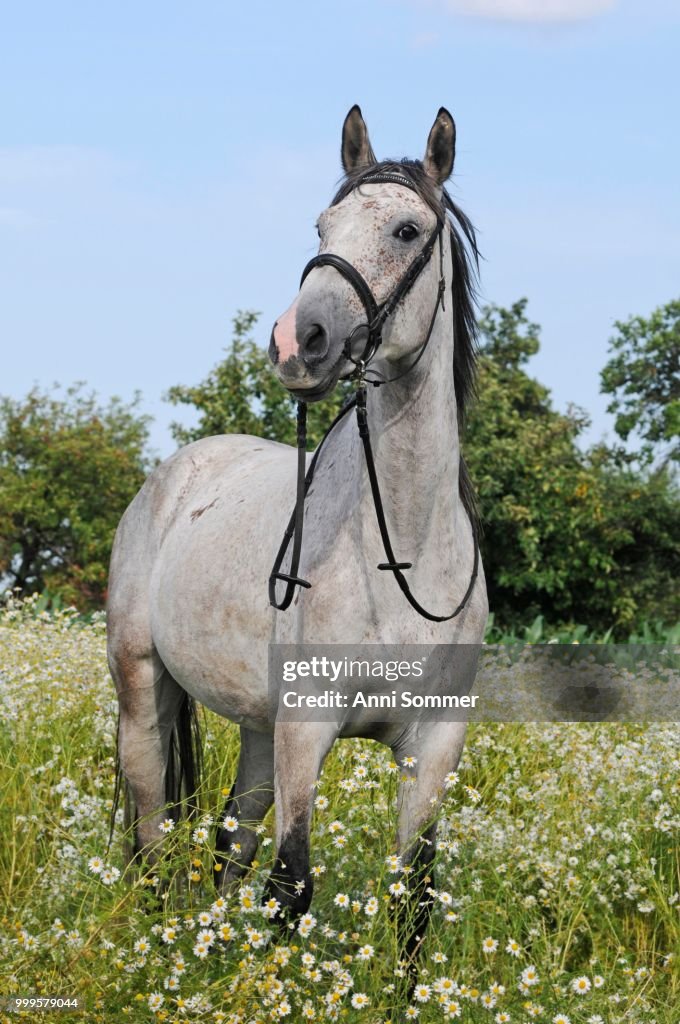 Warmblood, grey, gelding in flower meadow with daisies