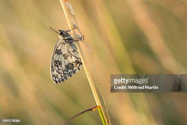 marbled white (melanargia galathea) on a blade of grass, hesse, germany - blade photos et images de collection