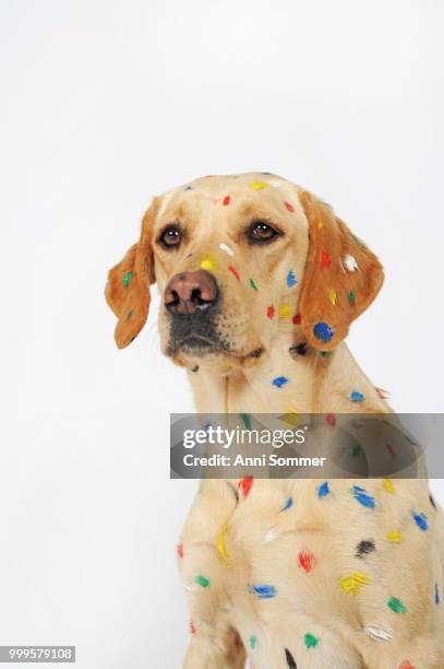 labrador retriever, bitch, with painted color spots, animal portrait - animal body part stock-fotos und bilder