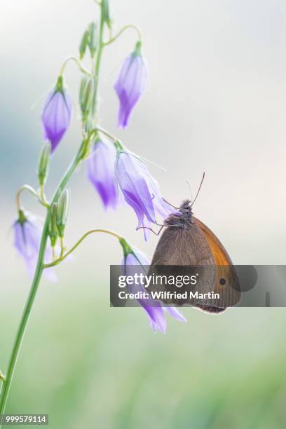 ochsenauge maniola jurtina) on spreading bellflower (campanula patula), hesse, germany - blütenstand stock-fotos und bilder