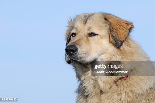 caucasian ovcharka, female, animal portrait - animal body part stock-fotos und bilder