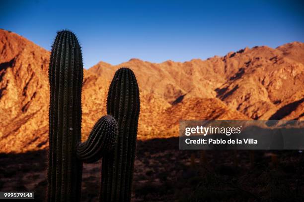 abrazo espinoso - pablo stock pictures, royalty-free photos & images