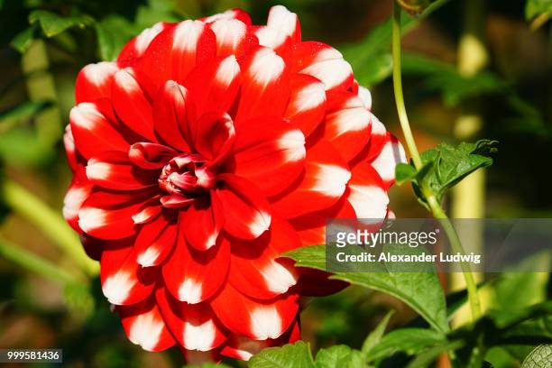 dahlia, dahlia - ludwig stock pictures, royalty-free photos & images