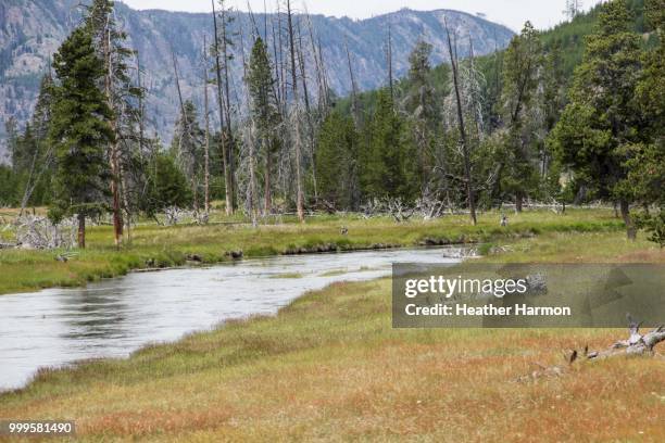 yellowstone geysers - heather harmon imagens e fotografias de stock