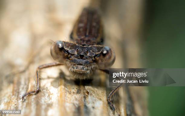 eyes of dragonfly 12 - warning coloration stockfoto's en -beelden