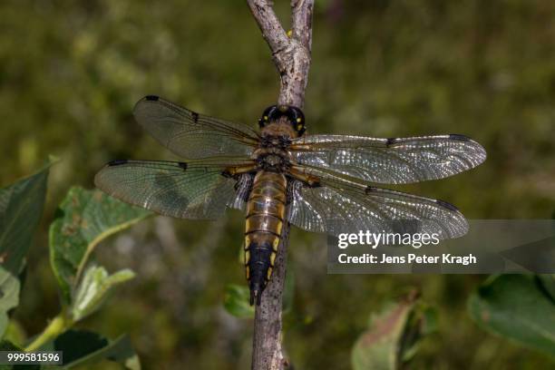four spottet chaser "libellula quadrimaculata - libellulidae stock pictures, royalty-free photos & images