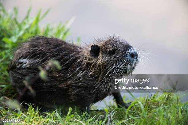 Coypu sitting at the banks of the river Nidda in Frankfurt am Main, Germany, 01 September 2017. The coypu is a form of rodent originating from South...