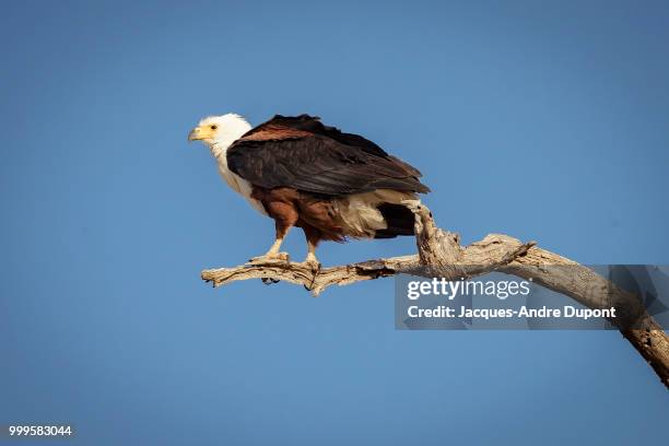 african fish eagle - jacques stock pictures, royalty-free photos & images