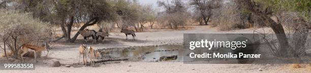 on the waterhole in namibia - panzer foto e immagini stock