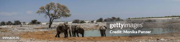 on the waterhole in namibia - panzer foto e immagini stock