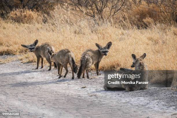 wild dogs in botswana - panzer foto e immagini stock