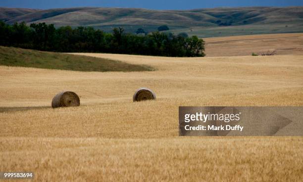 prairie life - mark duffy stock pictures, royalty-free photos & images