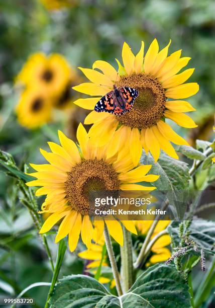 painted lady and sunflower - keiffer stock pictures, royalty-free photos & images