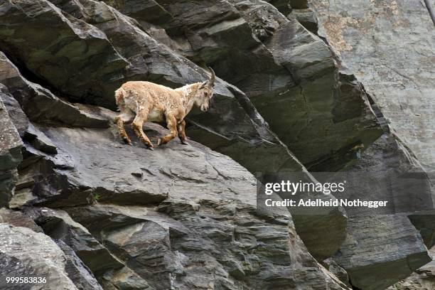 alpine ibex (capra ibex), male, young, high tauern national park, carinthia, austria - hohe tauern national park stockfoto's en -beelden