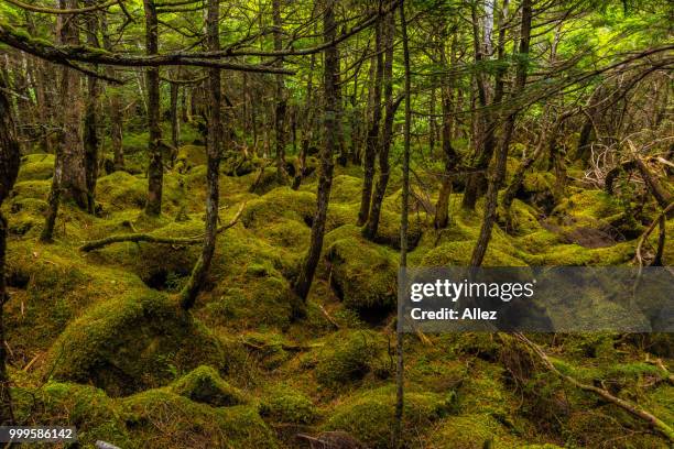 world of green - allez fotografías e imágenes de stock