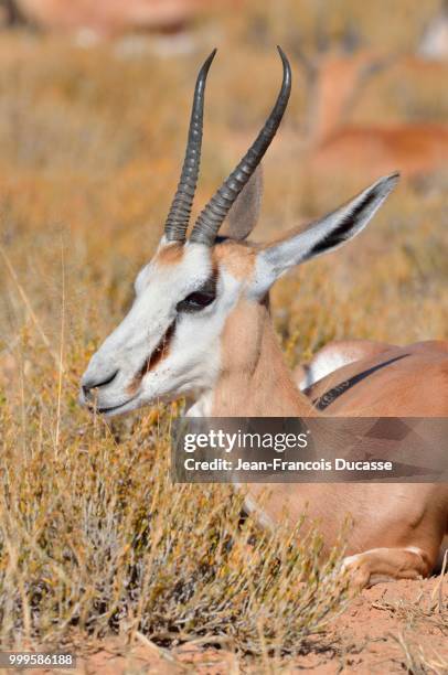 springbok (antidorcas marsupialis), lying in dry grass, kgalagadi transfrontier park, northern cape, south africa - africain stockfoto's en -beelden