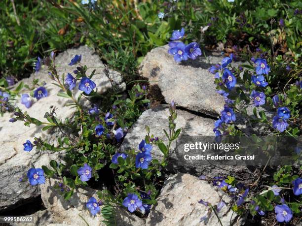 veronica chamaedrys (germander speedwell, bird's-eye speedwell) - endemic stock pictures, royalty-free photos & images