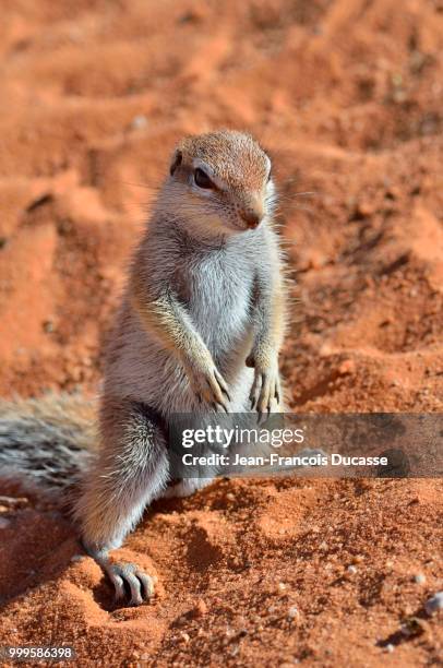 cape ground squirrel (xerus inauris), young male standing in sand, kgalagadi transfrontier park, northern cape, south africa - africain stockfoto's en -beelden