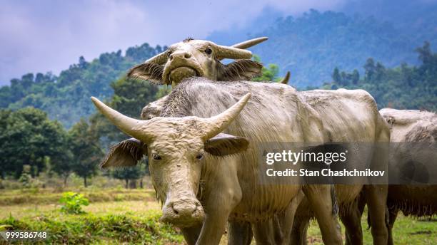 bulls of laos - day 9 san fermin running of the bulls 2018 stockfoto's en -beelden