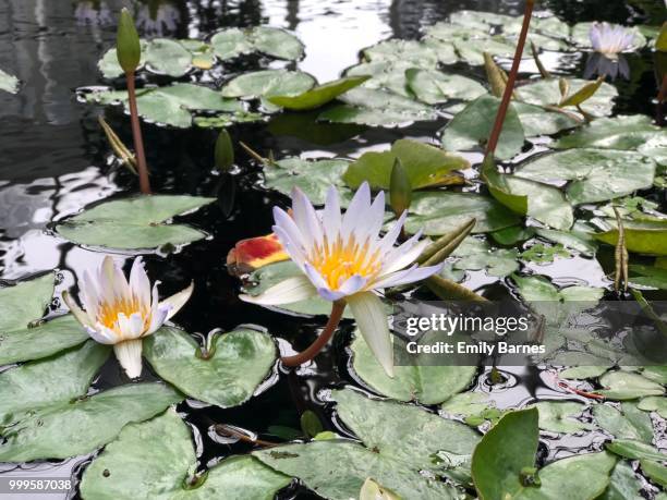 nybg - barnes ストックフォトと画像