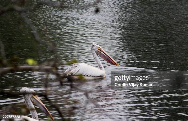 spot-billed pelican - vijay stock pictures, royalty-free photos & images