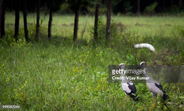 asian open billed stork - vijay stock pictures, royalty-free photos & images