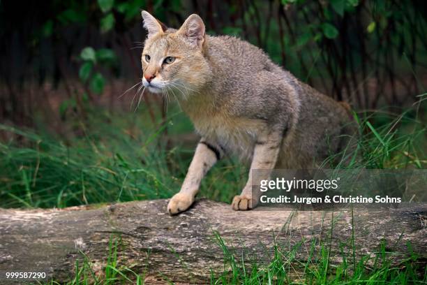 jungle cat (felis chaus), adult, native to asia, captive, england, united kingdom - jurgen stockfoto's en -beelden