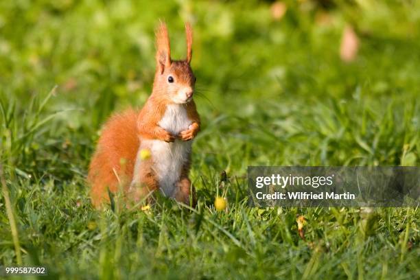 red squirrel (sciurus vulgaris), hesse, germany - tree squirrel stock-fotos und bilder