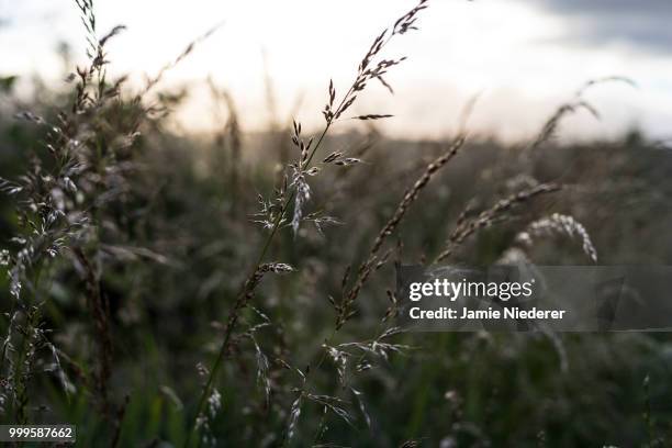 swaying grass - swaying stock pictures, royalty-free photos & images