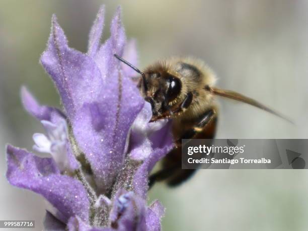 abeja y lavanda - abeja stock pictures, royalty-free photos & images