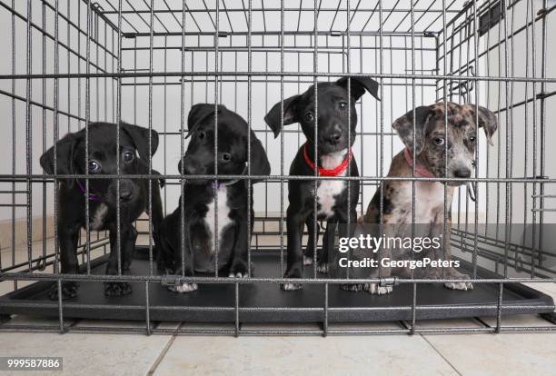 wurf von welpen im tierheim. catahoula leopard dog, gemischt pit bull terrier hunde - mixed breed dog stock-fotos und bilder