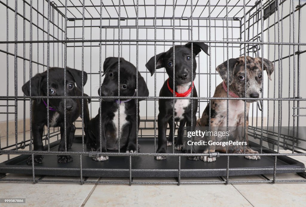 Lettiera di cuccioli in un rifugio per animali. Catahoula Leopard Dog, Pit Bull Terrier cani misti
