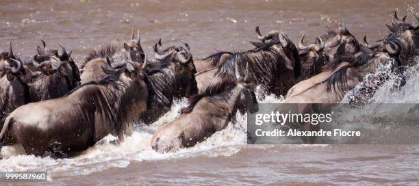 masai-mara - blue wildebeest stock pictures, royalty-free photos & images