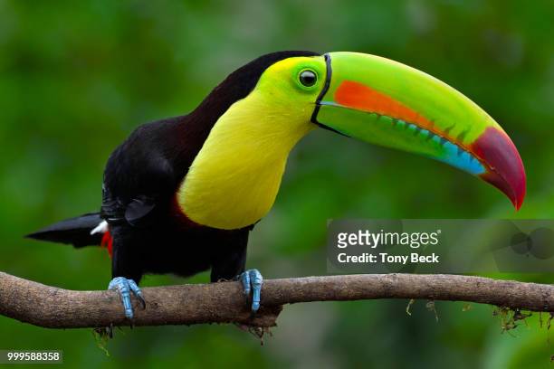 rainbow party - keel billed toucan stock pictures, royalty-free photos & images