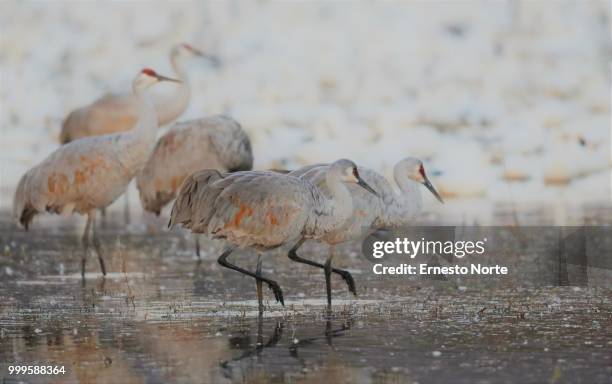 the sandhill walk - antigone stock pictures, royalty-free photos & images