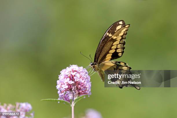 swallowtail butterfly - pages of president george washingtons first inaugural address on in u s capitol building stockfoto's en -beelden