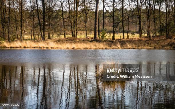 tuft of grass reflection - william mevissen stock pictures, royalty-free photos & images