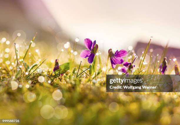 violets with morning dew in the back light - werner stock pictures, royalty-free photos & images