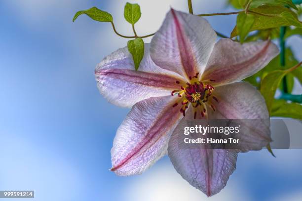 clematis - hanna stock pictures, royalty-free photos & images