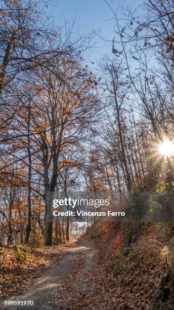 the fairytale forest - italy - vincenzo stock pictures, royalty-free photos & images