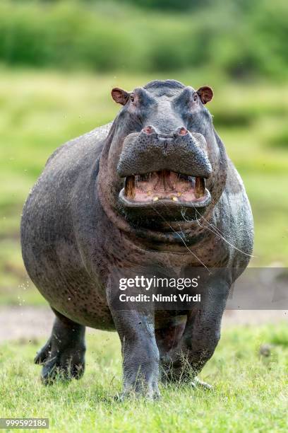 hippo charge! - hippo bildbanksfoton och bilder