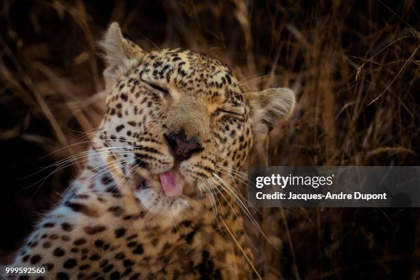 tongue and cheek - jacques stock pictures, royalty-free photos & images