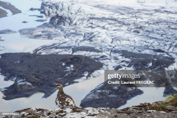 dsc04260-1.jpg - ptarmigan stock pictures, royalty-free photos & images