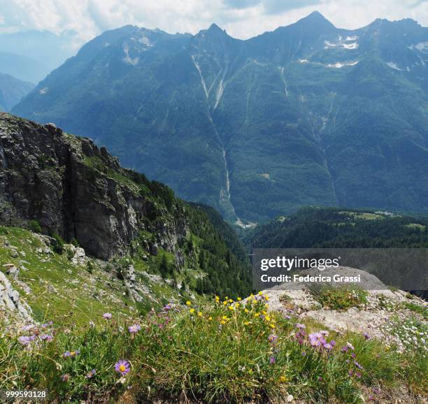 steep limestone slope covered with wild flowers on mount teggiolo, divedro valley - ヴェルバーノ・クジオ・オッソラ県 ストックフォトと画像